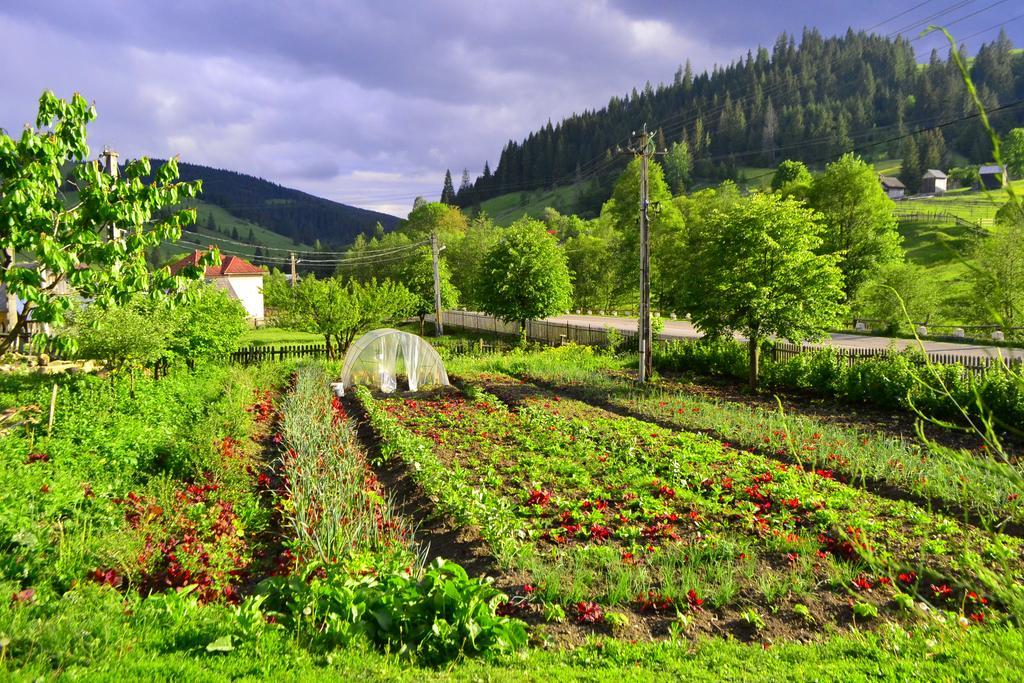 Pensiunea Agroturistica Casa Colinita Vatra Moldovitei Ngoại thất bức ảnh