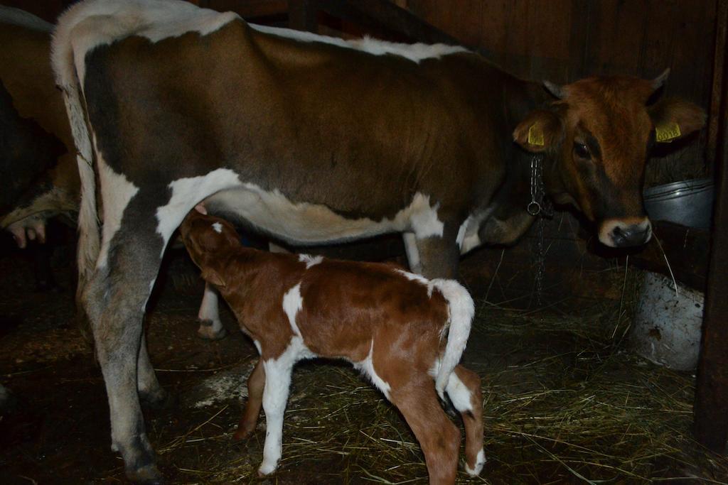 Pensiunea Agroturistica Casa Colinita Vatra Moldovitei Ngoại thất bức ảnh